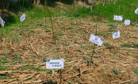 冠航機械開(kāi)展“草長(cháng)鶯飛日、植樹(shù)增綠時(shí)”主題活動(dòng)